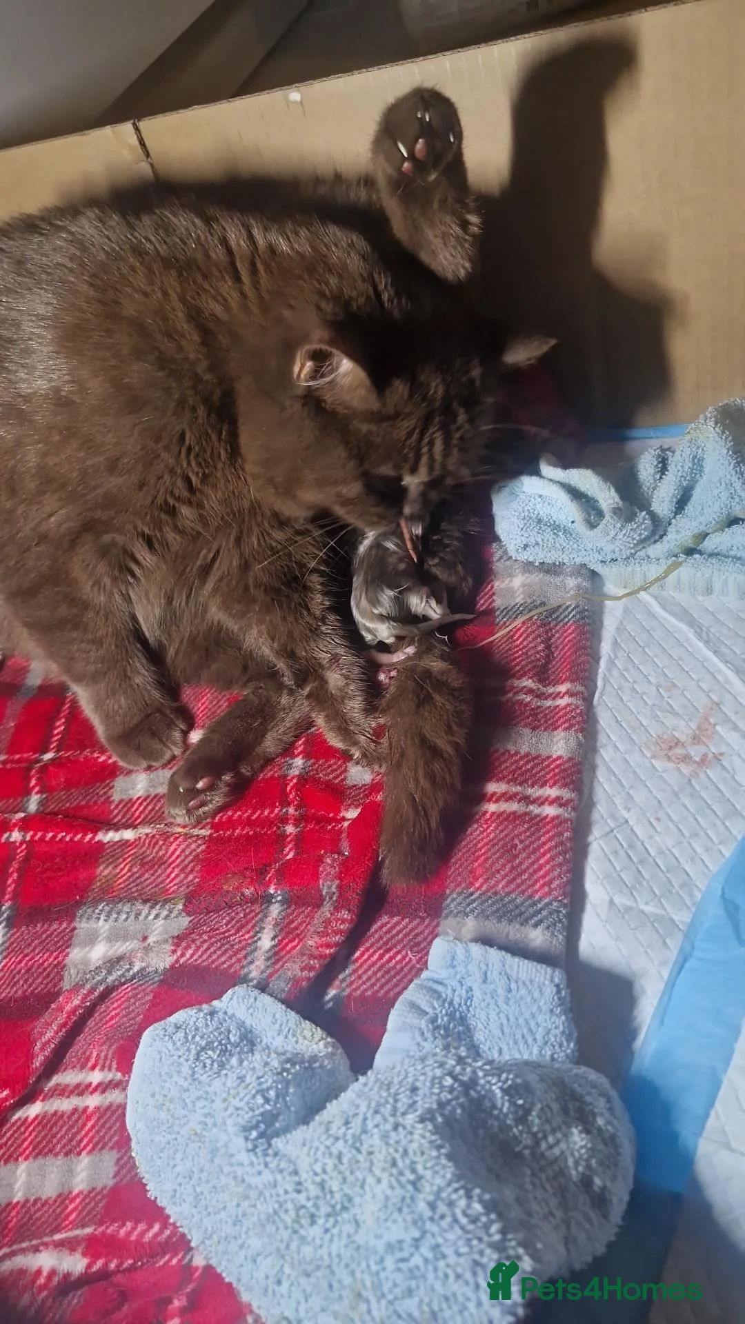 British Shorthair cats for sale: British shorthair and British longhair - Advert 11