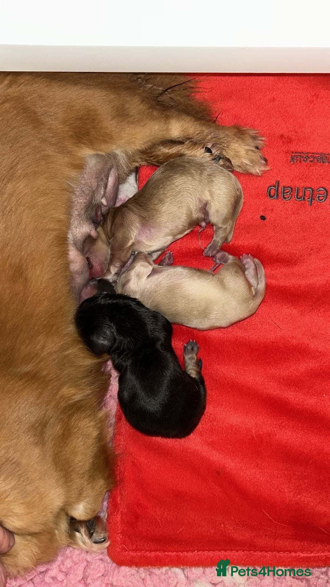 Miniature Dachshund dogs for stud: ee Cream Longhaired Miniature Dachshund for Stud in Helensburgh - Advert 16