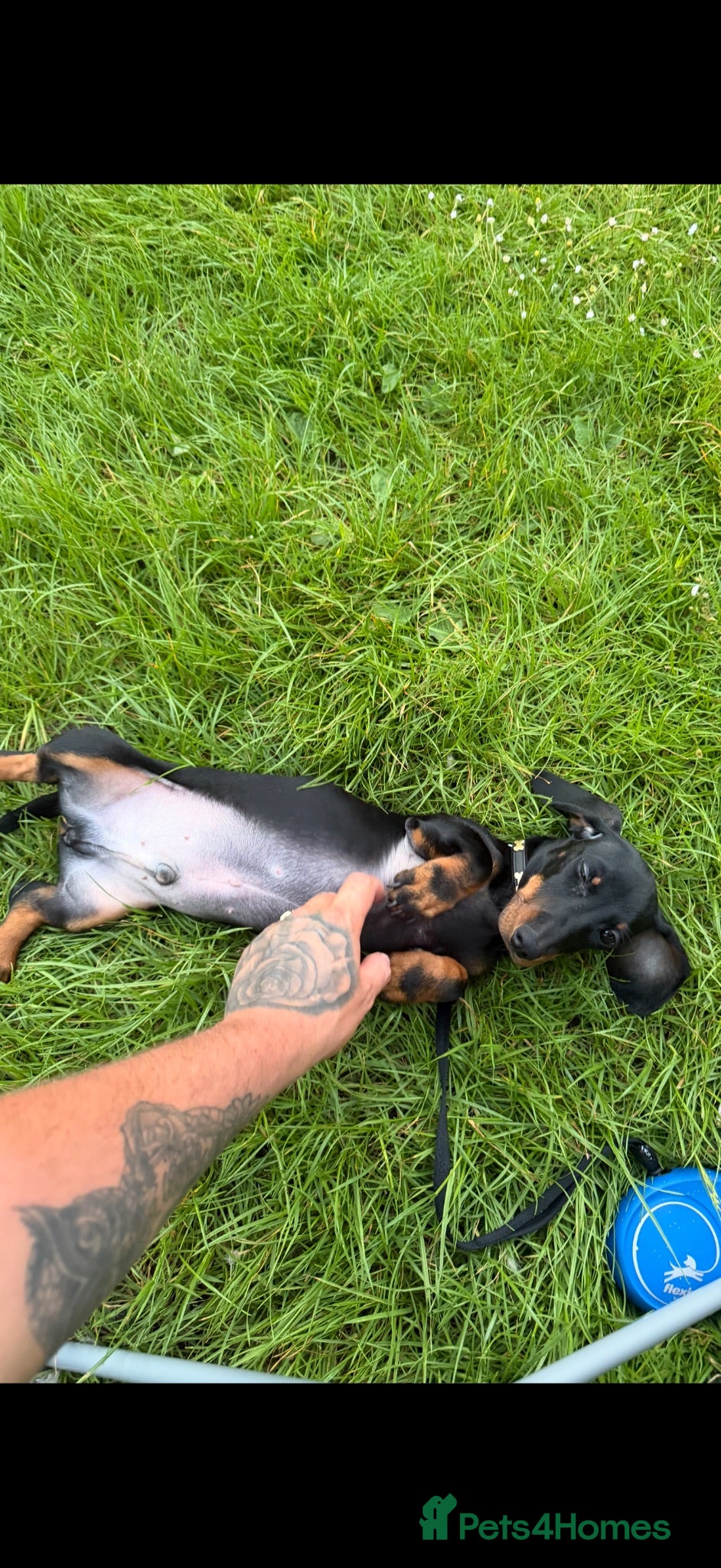 Miniature Dachshund dogs miniature dachshund male - Advert 2