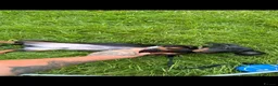 Miniature Dachshund dogs for sale: miniature dachshund male - Advert 1