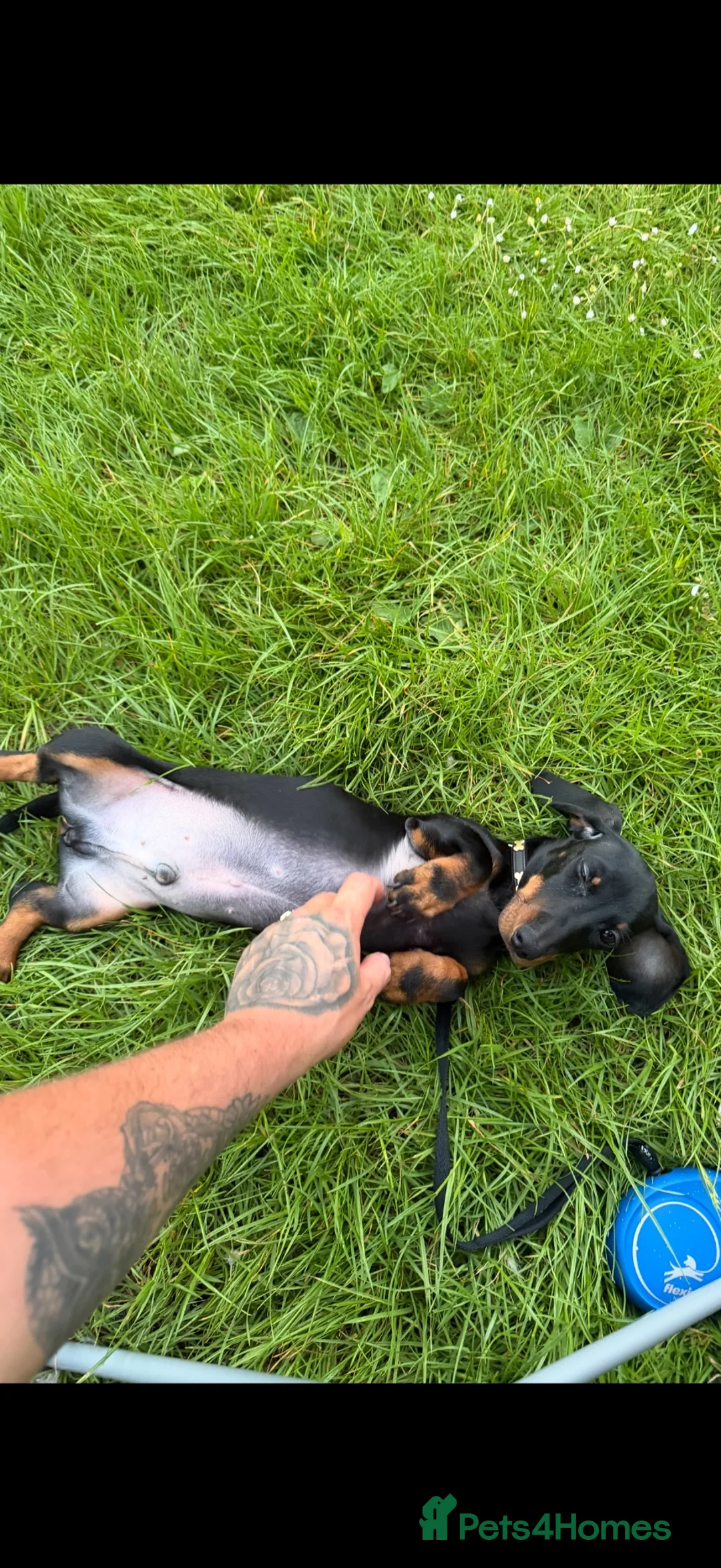 Miniature Dachshund dogs for sale: miniature dachshund male - Advert 1