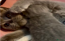 British Shorthair cats for sale: GCCF reg. BSH male and Blue cream girl  - Image 2