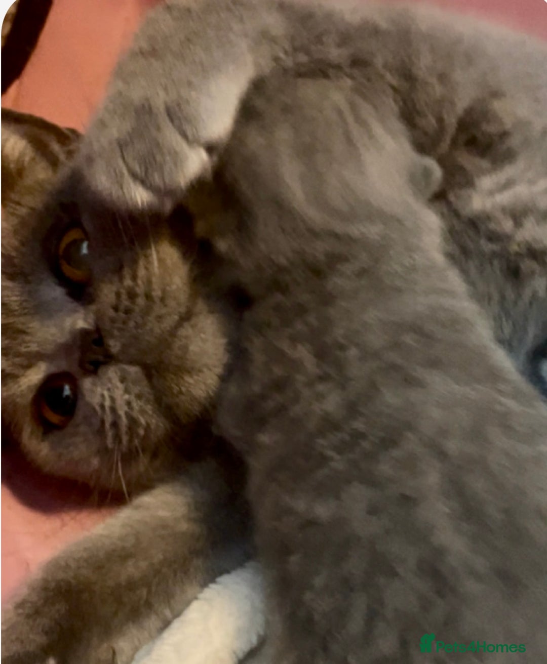 British Shorthair cats for sale: GCCF reg. BSH male and Blue cream girl  - Image 2