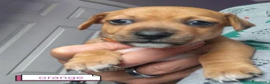 Jackshund 3