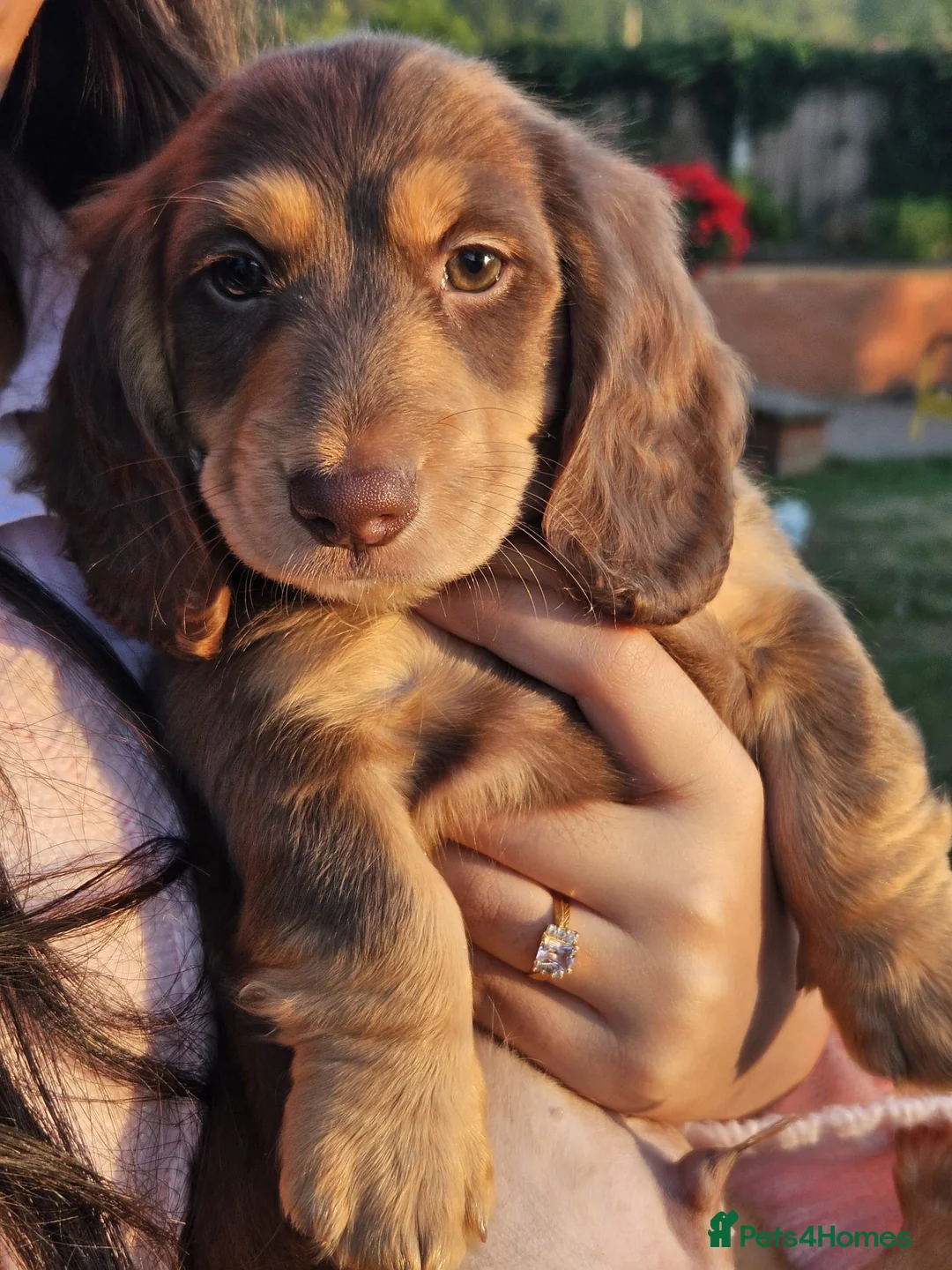 Miniature Dachshund dogs for sale: Beautiful Long-Haired Miniature Dachshund Puppies  - Advert 2