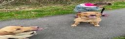 Labrador Retriever dogs for sale: Stunning Fox Red & Yellow Labrador puppies - Advert 7