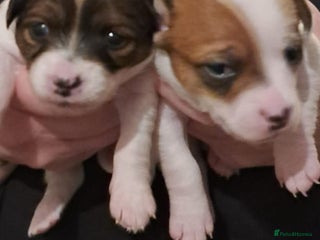 Mixed Breed dogs Jackchis - Advert 6