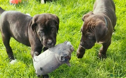 Mixed Breed dogs for sale: Cane Corso x Puppies  - Image 17