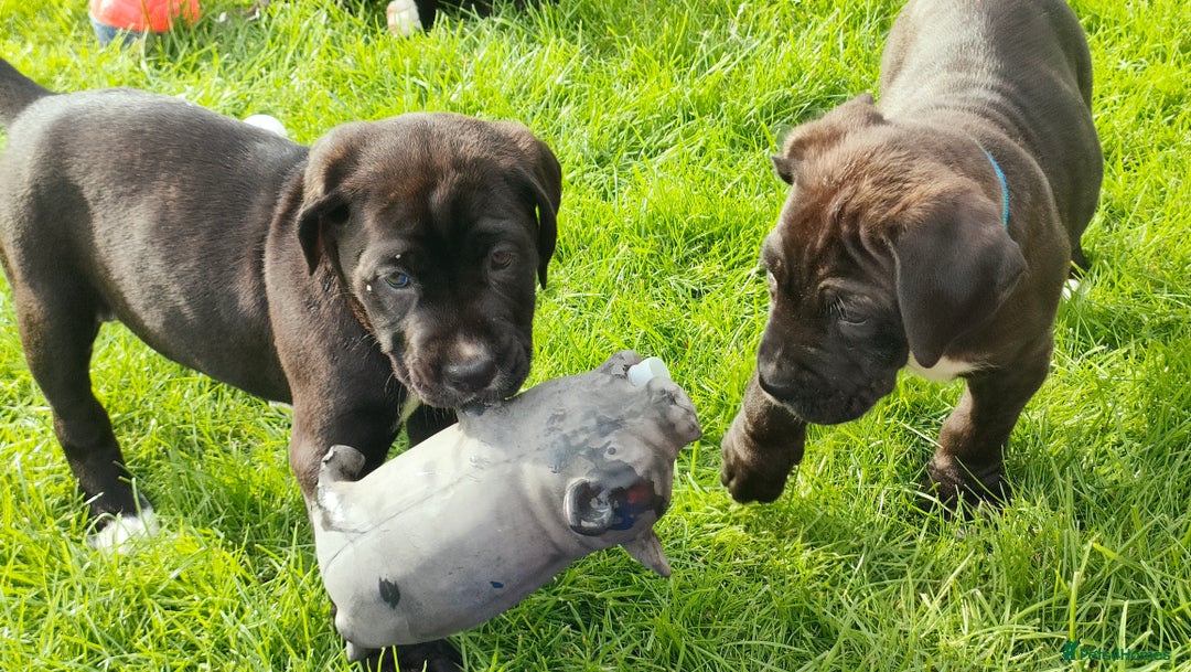 Mixed Breed dogs for sale: Cane Corso x Puppies  - Image 17