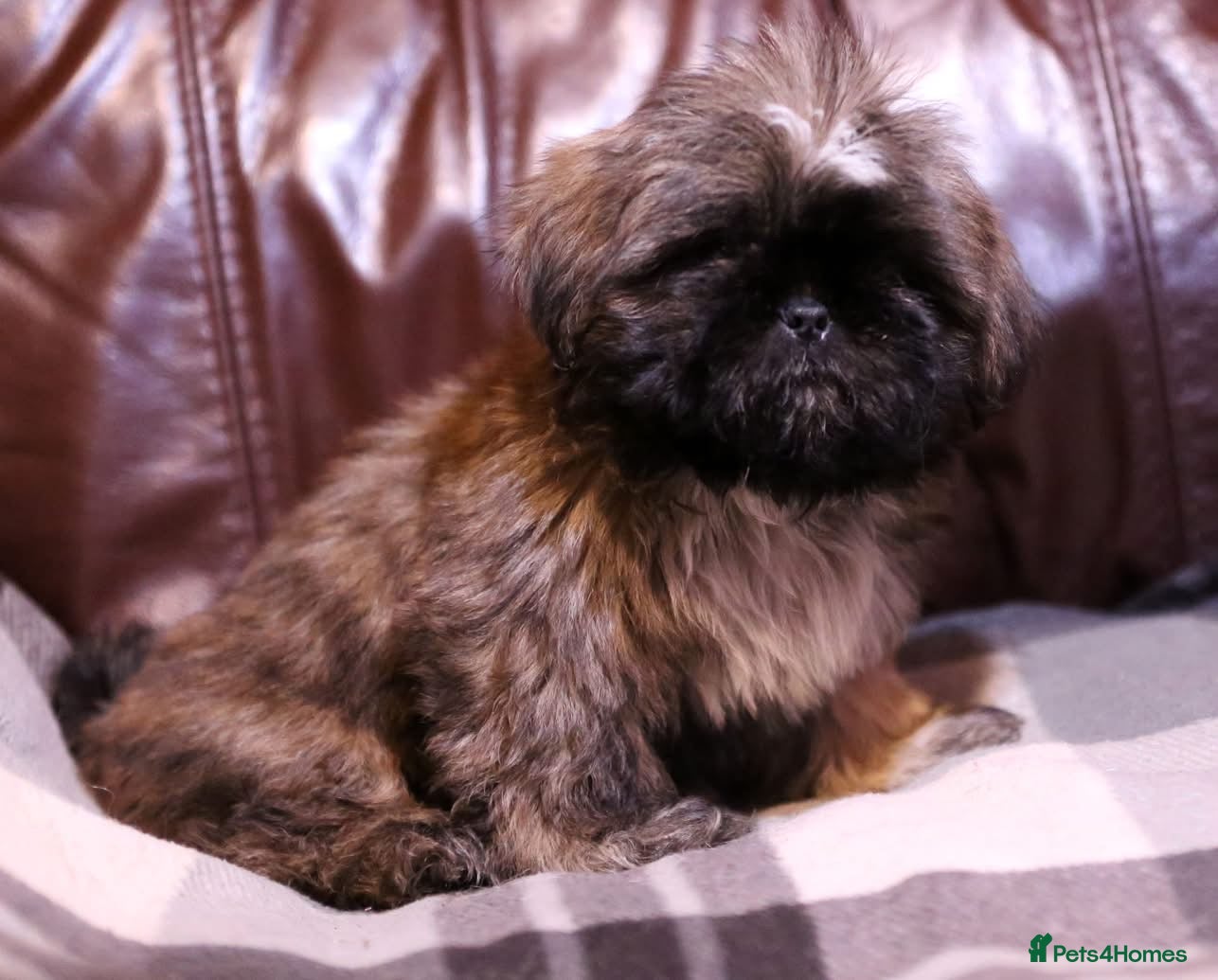 Shih Tzu dogs Outstanding Shih Tzu boy - Advert 5