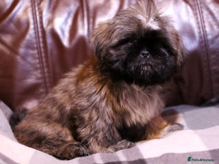 Shih Tzu dogs Outstanding Shih Tzu boy - Advert 5