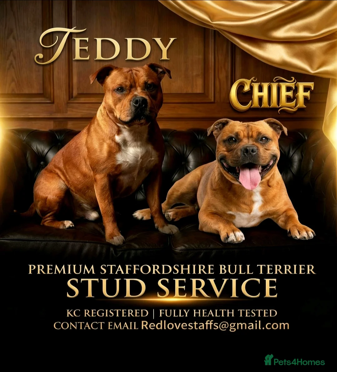Staffordshire Bull Terrier dogs for stud: 🥨 The Red Dreamteam 🥨 - Advert 1