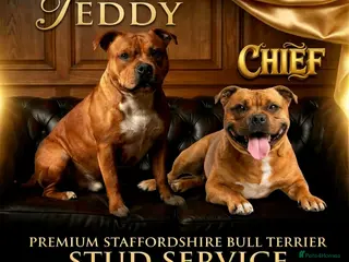 Staffordshire Bull Terrier dogs for stud: 🥨 The Red Dreamteam 🥨 - Advert 1