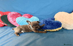 French Bulldog dogs for sale: Adorable Puppies Looking for a New Home! - Image 6