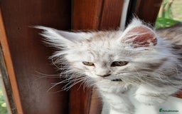 Maine Coon cats for sale: Beautiful maine coon kittens  - Image 10