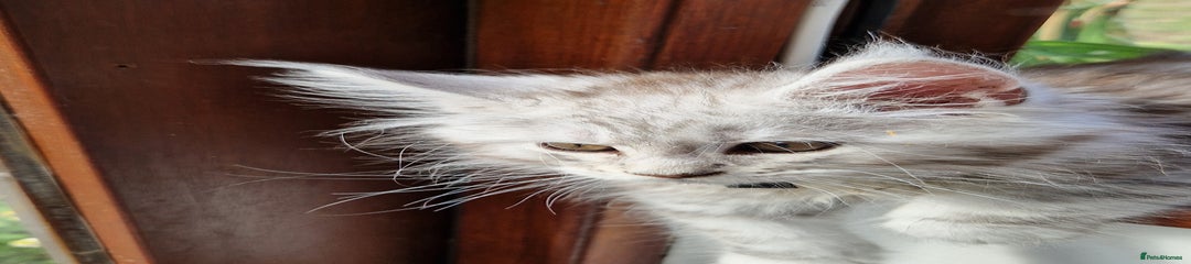 Maine Coon Kitten 2