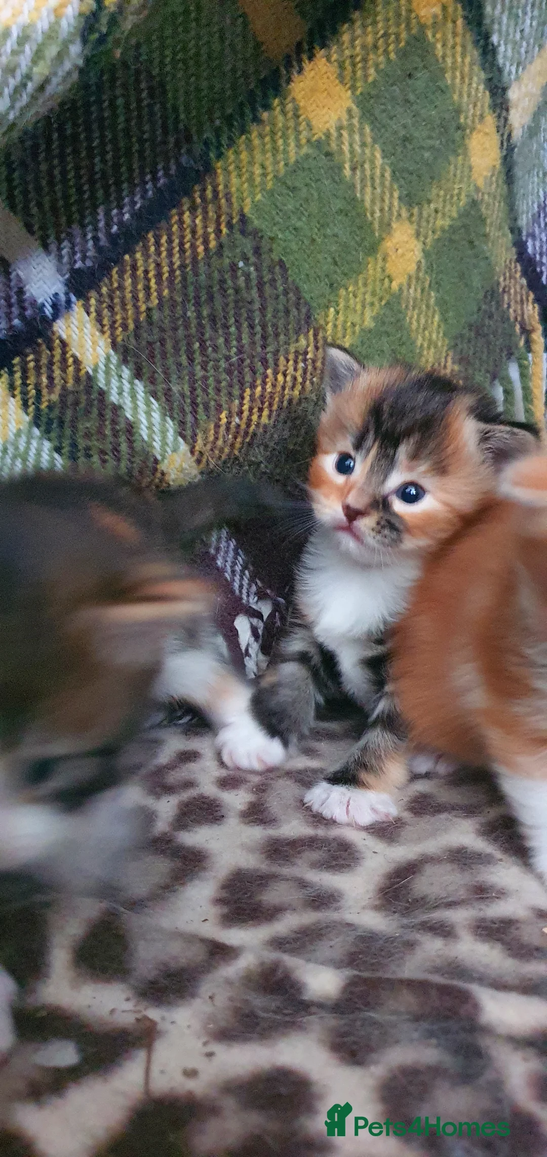 Persian cats for sale: Gorgeous rare colour Persian babies  - Advert 4