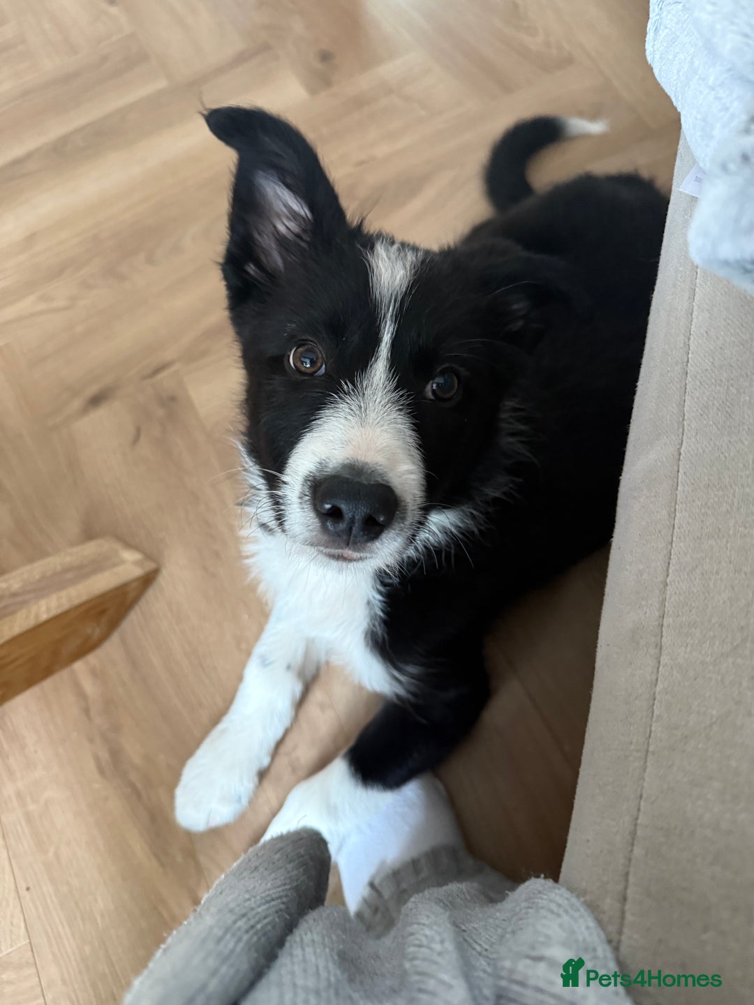Border Collie dogs for sale: Otis  - Image 5