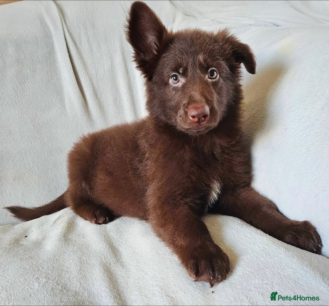 German Shepherd dogs 💠1 liver female KC reg straight back GSP's💠 - Advert 1