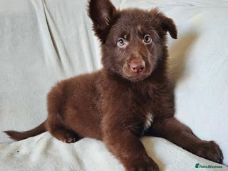 German Shepherd dogs 💠1 liver female KC reg straight back GSP's💠 - Advert 4