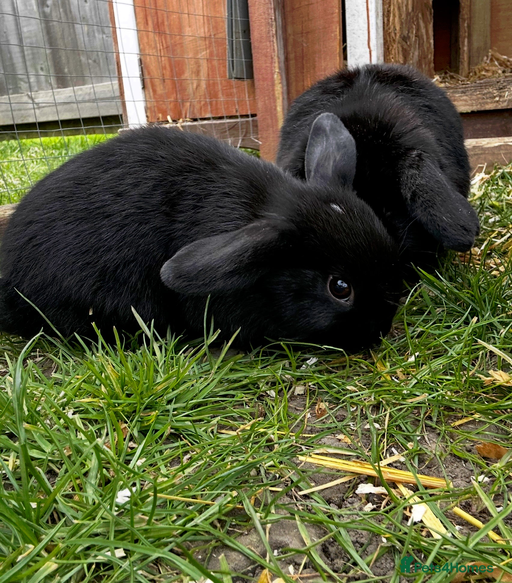 Mixed Breed rabbits Ready now 1 boy left! Mini lop x  - Advert 2