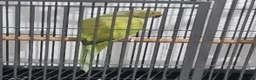 Ringnecks birds for sale: Beautiful male ringneck talking parrot  - Advert 2