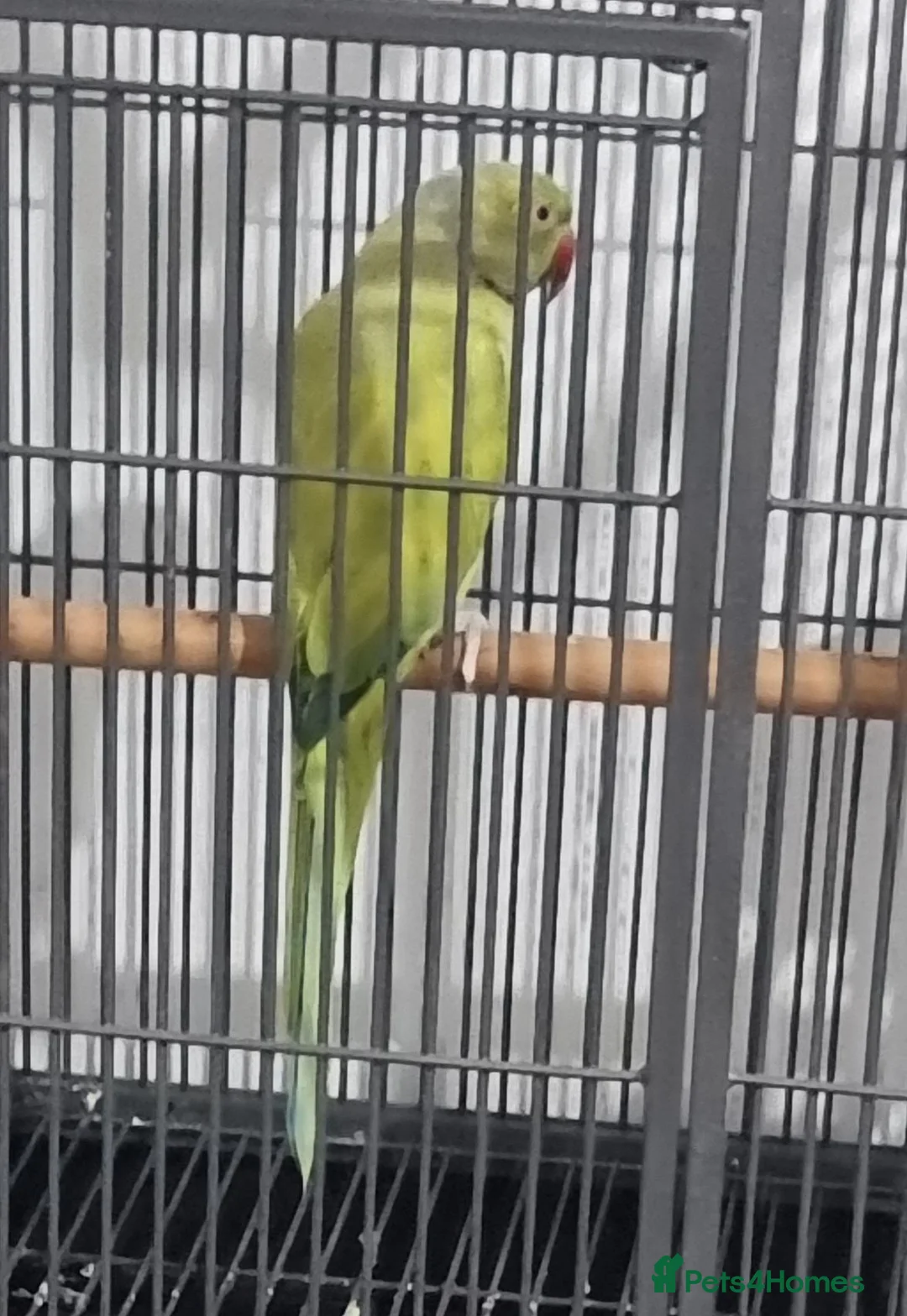 Ringnecks birds for sale: Beautiful male ringneck talking parrot  - Advert 2
