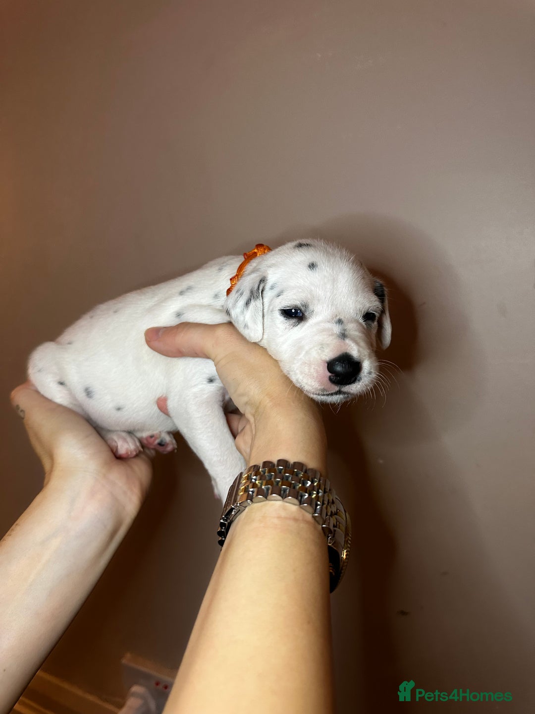 Dalmatian dogs for sale: PEDIGREE Dalmatian Puppies ready NOW - Advert 7