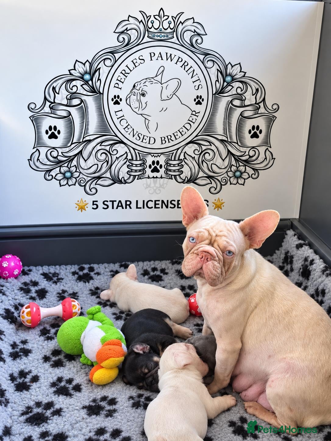 French Bulldog dogs Beautiful French Bulldog Puppies 🐶  - Advert 8
