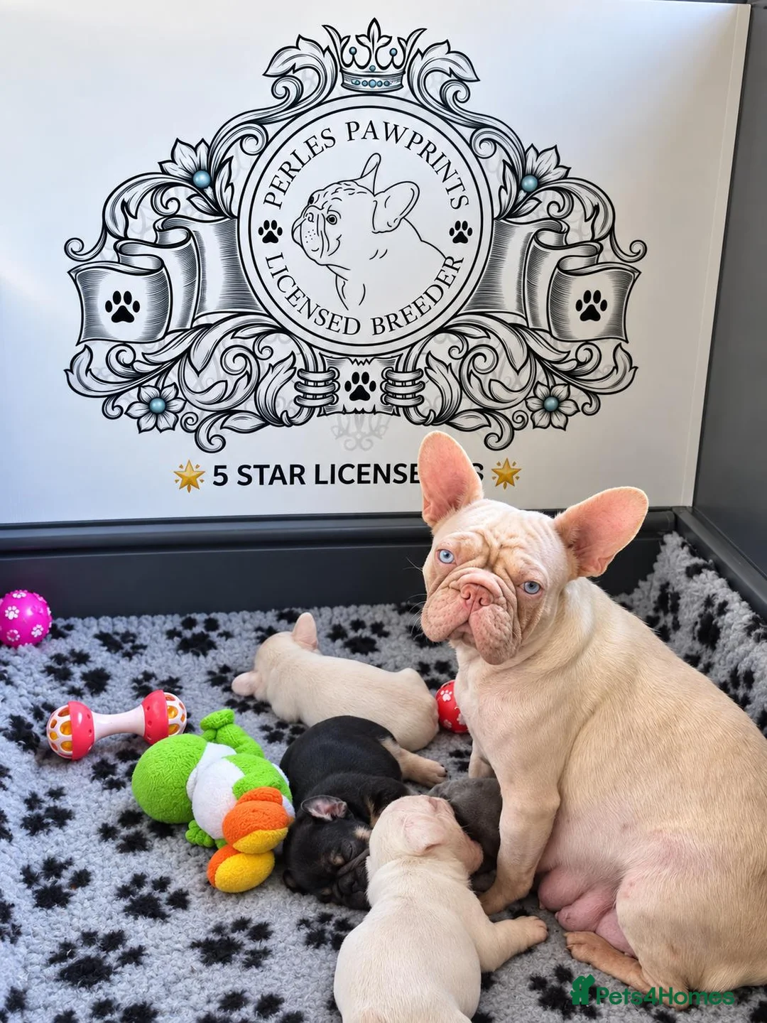 French Bulldog dogs for sale: Beautiful French Bulldog Puppies 🐶  in Burton-on-Trent - Advert 1