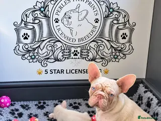French Bulldog dogs Beautiful French Bulldog Puppies 🐶 - Advert 1