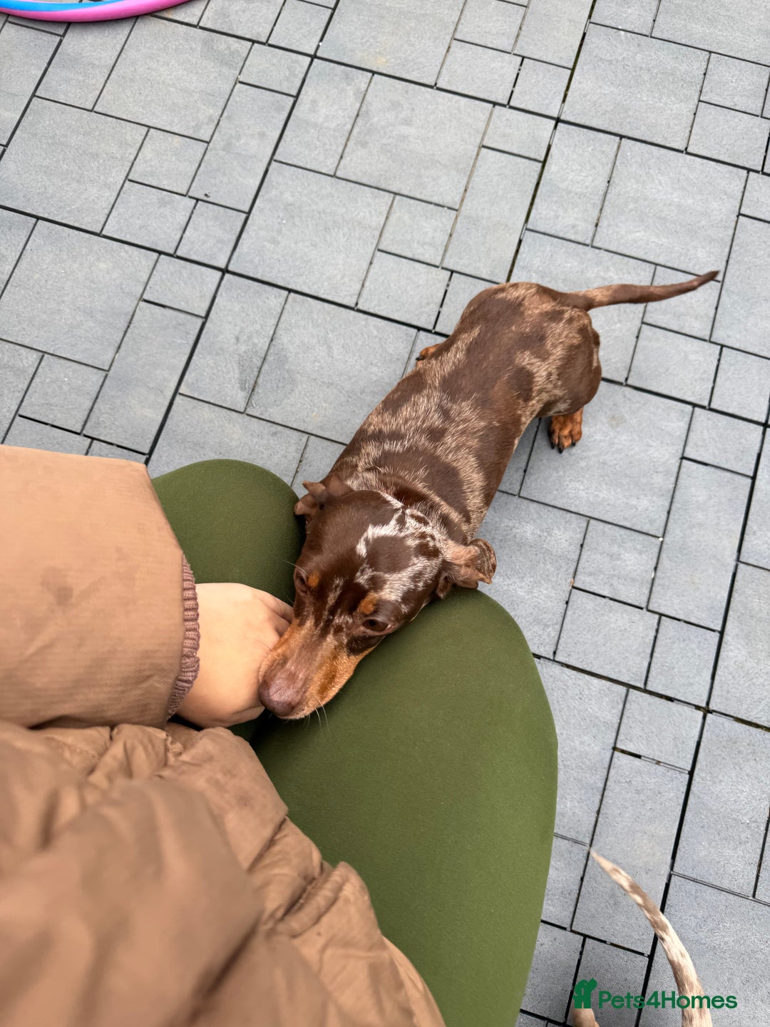 Miniature Dachshund dogs for sale: Mini dashchund  - Advert 3