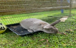 Mixed Breed rabbits for sale: Male mini lop x - Image 3