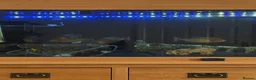 Piranhas fish for sale: Complete fish tank set up with fish in Walsall - Advert 2