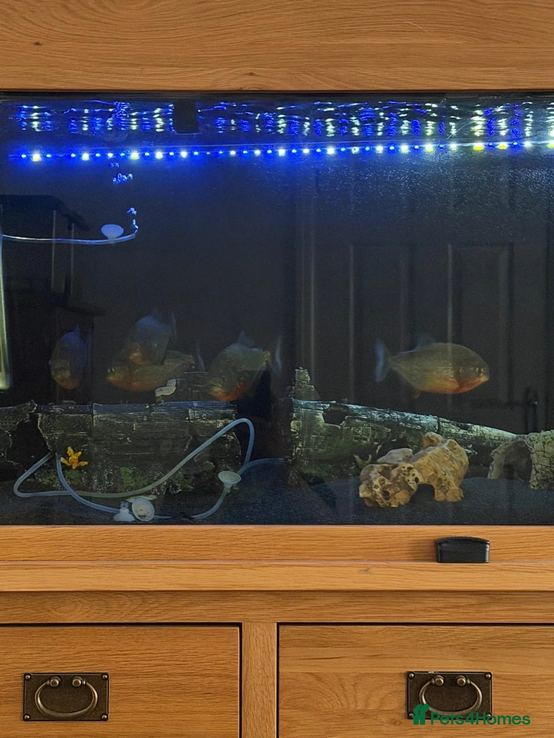 Piranhas fish for sale: Complete fish tank set up with fish in Walsall - Advert 2