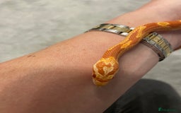 Corn Snake reptiles for sale: 15 Month Old Corn snake with set up  - Image 3