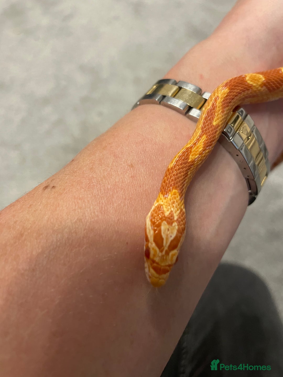 Corn Snake reptiles for sale: 15 Month Old Corn snake with set up  - Image 3