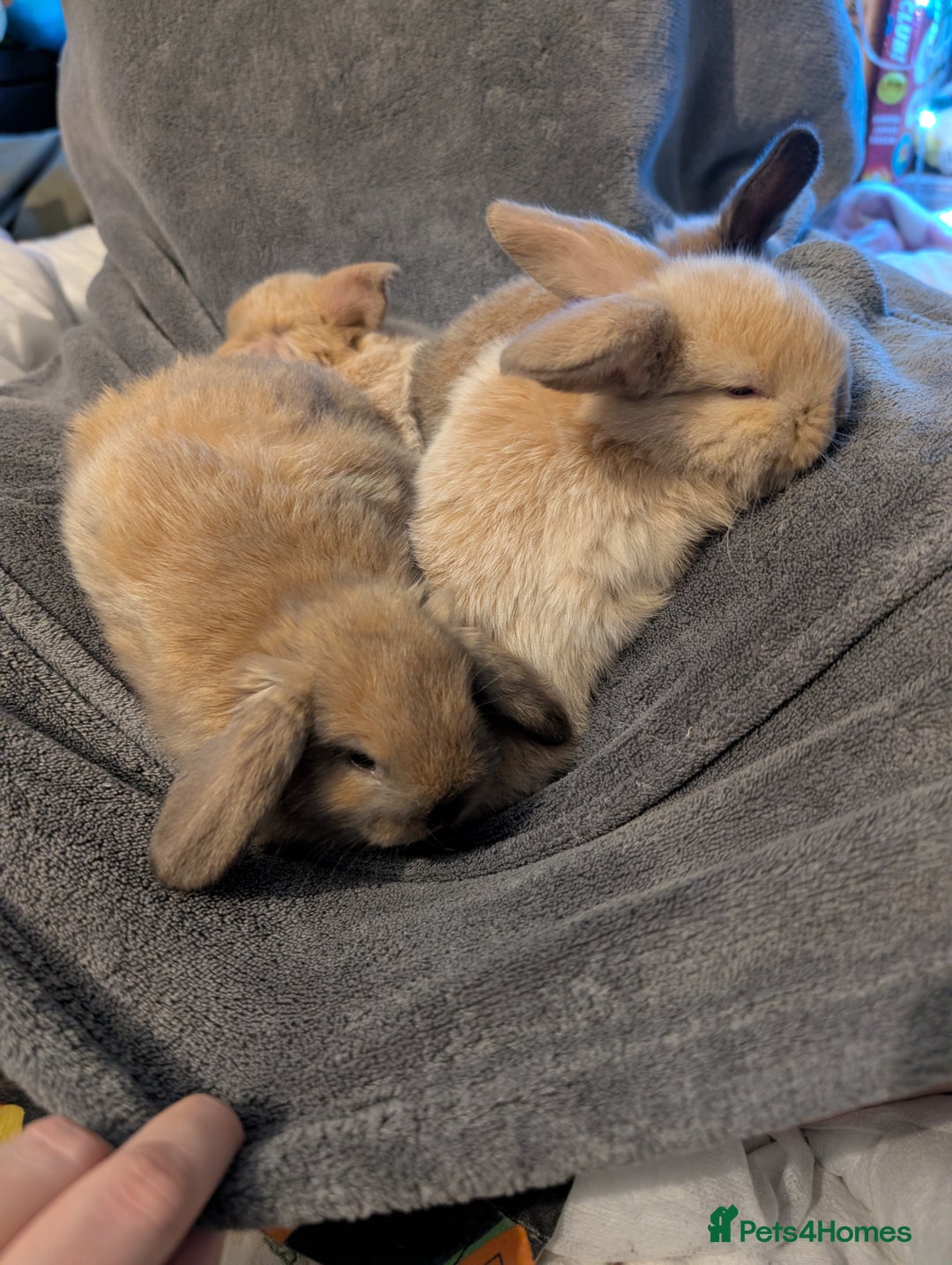 Mini Lop rabbits for sale: Five female Mini lops for sale - Advert 11