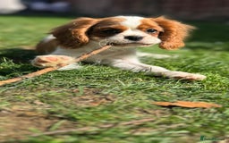 Cavalier King Charles Spaniel dogs for sale: CAVALIER KING CHARLES PUPPY – KC REG & DNA TESTED - Image 10
