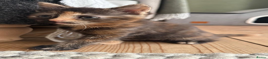 British Shorthair Kitten 3