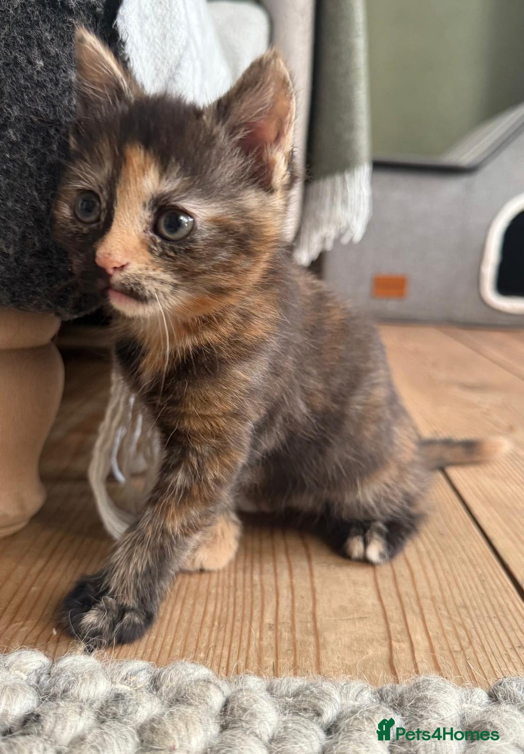 British Longhair cats for sale: Longhair & Shorthair Kittens - Image 10