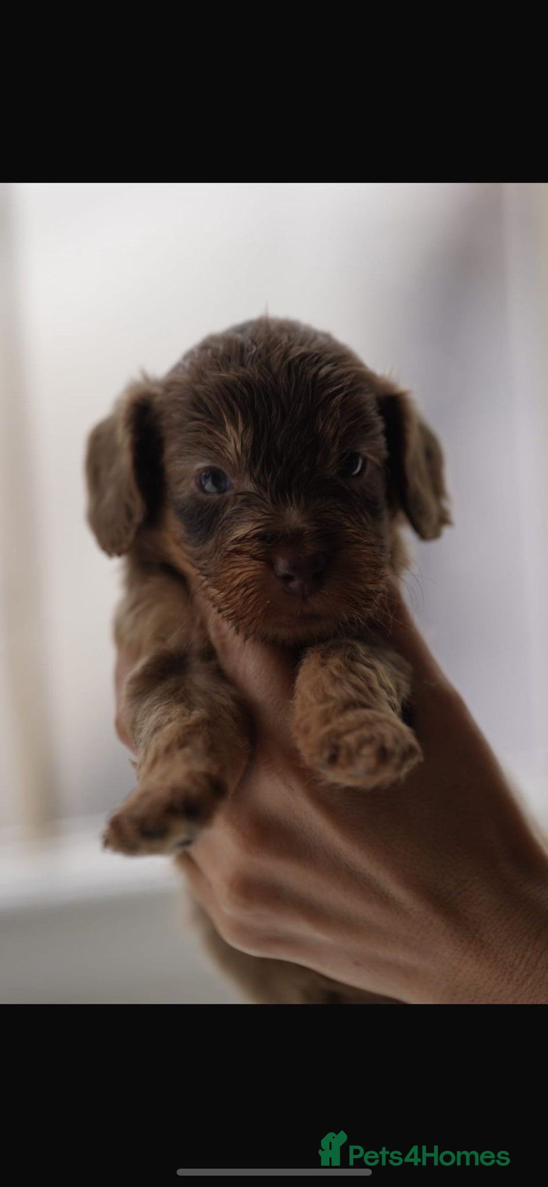 Cockapoo dogs for sale: Beautiful cockapoo puppys  - Advert 7