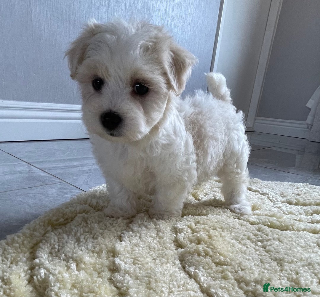 Maltipoo dogs for sale: 🐾 maltipoo puppy’s 🐾 - Image 17