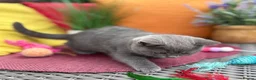 British Shorthair cats for sale: British Shorthairs**READY NOW** - Advert 21