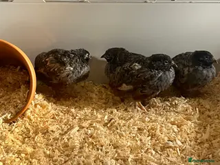 Quail poultry 4 adult male chinese painted quail in Reading - Advert 1