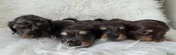 Miniature Dachshund dogs for sale: Stunning KC Long hair daxi. 5* breeders  - Advert 7