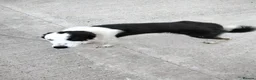 Border Collie dogs for sale: Border collie  - Advert 3