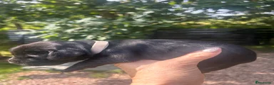 Cockerdor Puppy 9