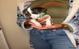 Jack Russell dogs for sale: Jack Russell Pure Breed Puppy’s  - Image 13