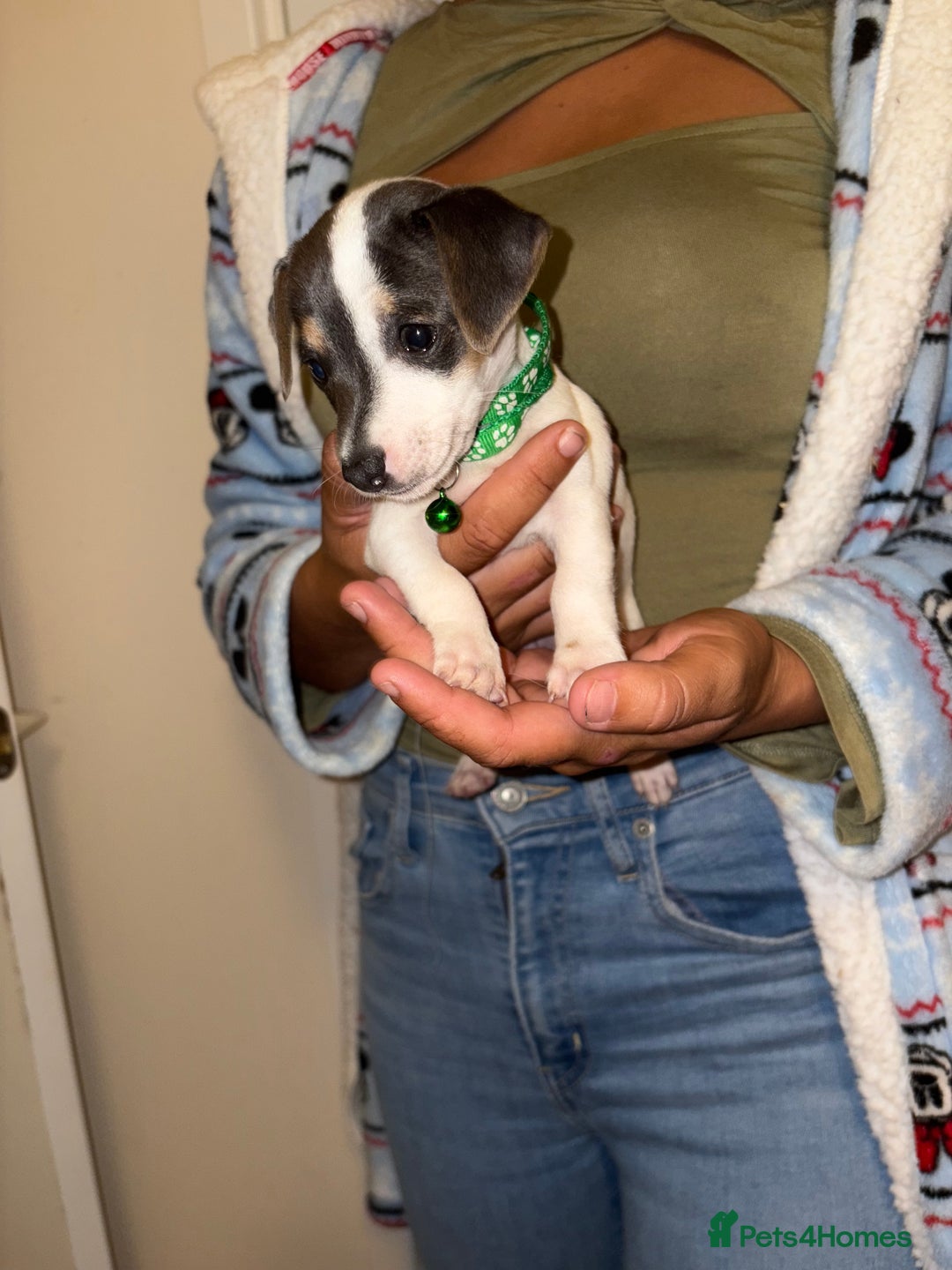 Jack Russell dogs for sale: Jack Russell Pure Breed Puppy’s  - Image 13